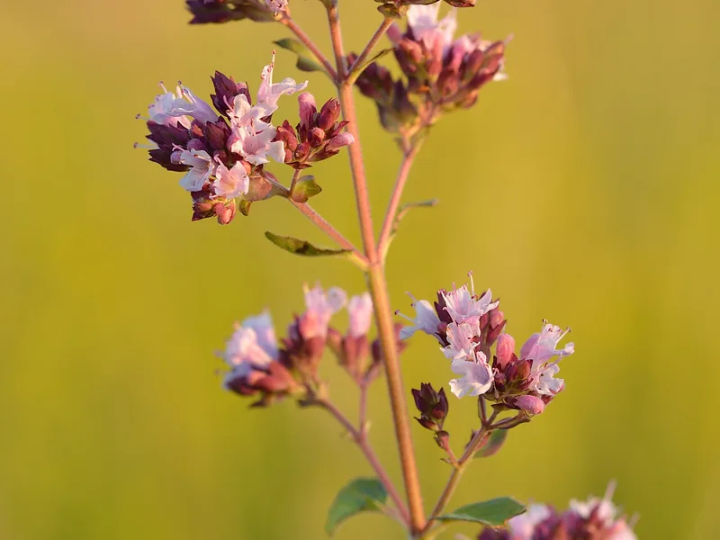 Cultivo y cuidados botánicos de Oregano
