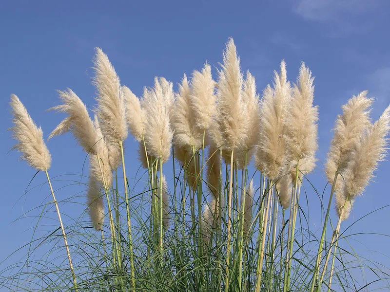 Cultivo y cuidados botánicos de Hierba de las pampas