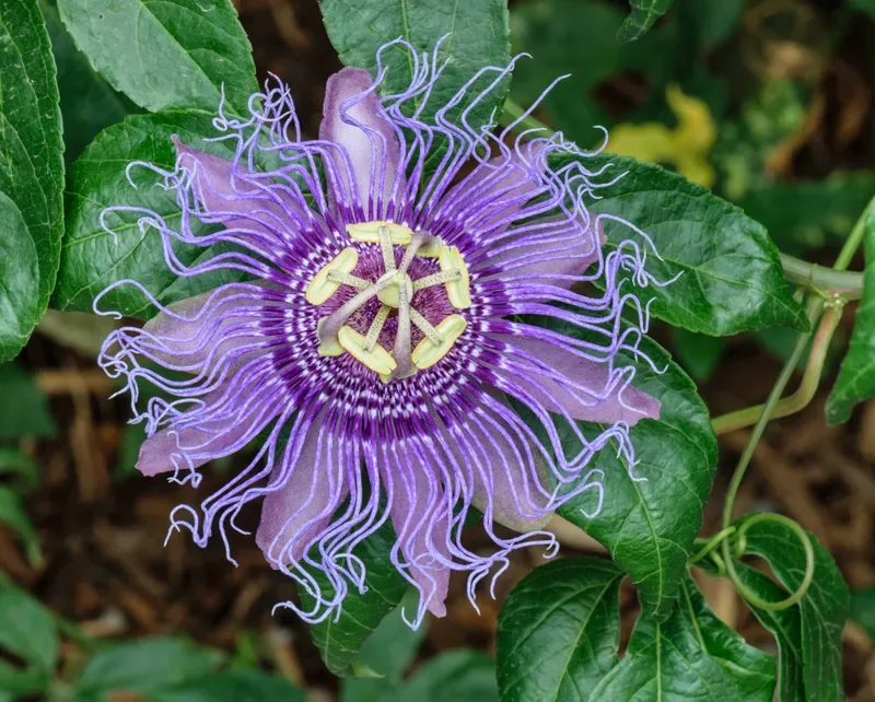 Cultivo y cuidados botánicos de Pasiflora