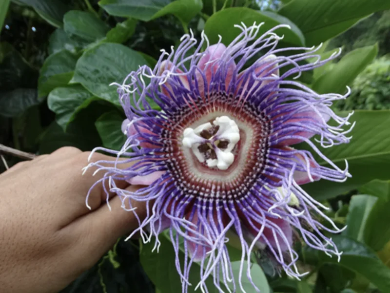 Cultivo y cuidados botánicos de Granadilla real o Pasionaria gigante