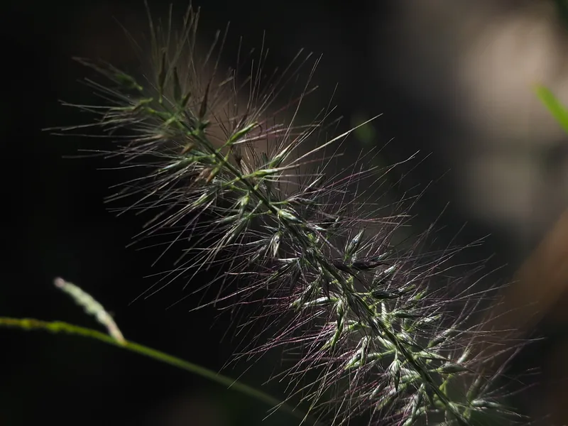 Cultivo y cuidados botánicos de Pennisetum o Hierba de las fuentes