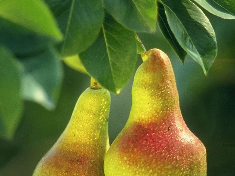 Cultivo y cuidados botánicos de Peral