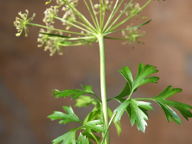 Cultivo y cuidados botánicos de Perejil