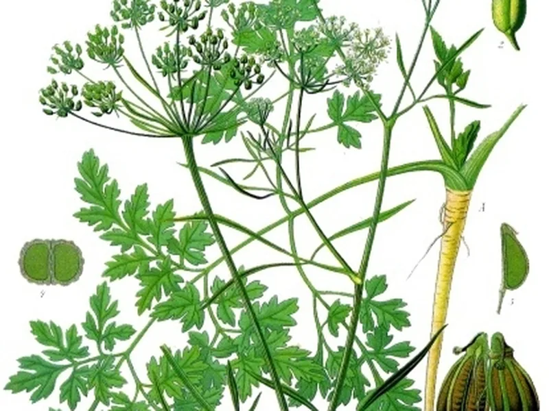 Cultivo y cuidados botánicos de Perejil