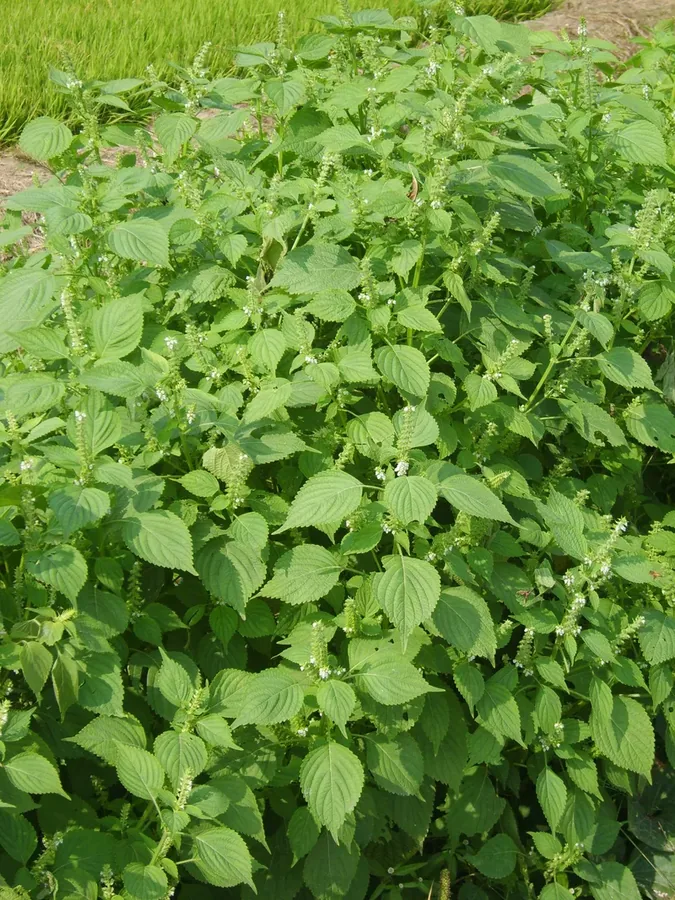 Cultivo y cuidados botánicos de Perilla