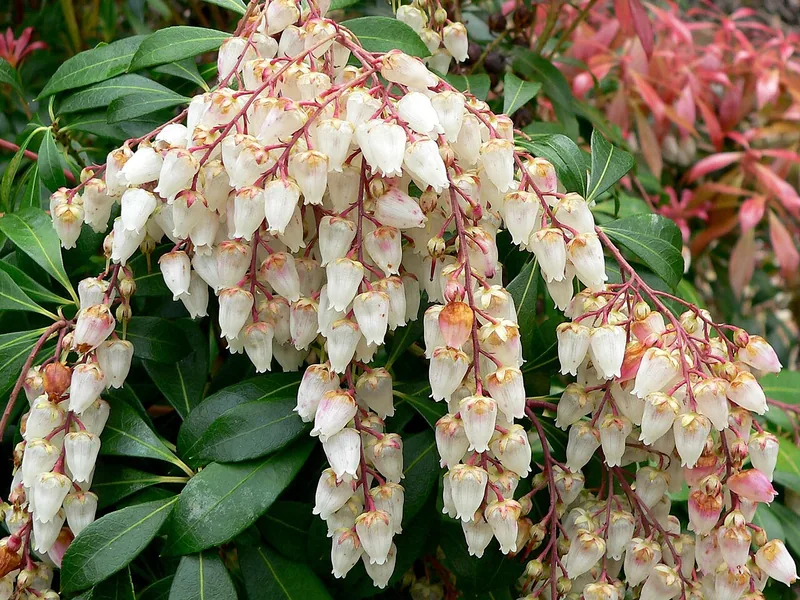 Cultivo y cuidados botánicos de Pieris japonica