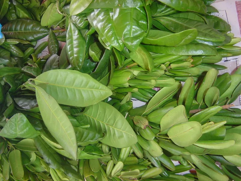 Cultivo y cuidados botánicos de Pimienta de Jamaica