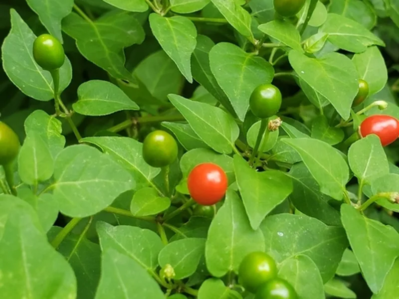 Cultivo y cuidados botánicos de Pimiento
