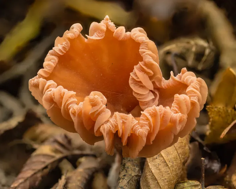 Cultivo y cuidados botánicos de Pimpinela