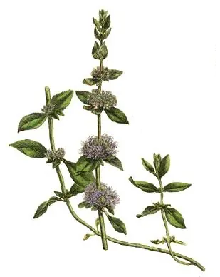 Cultivo y cuidados botánicos de Poleo