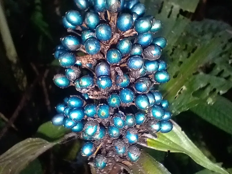 Cultivo y cuidados botánicos de Baya de mármol