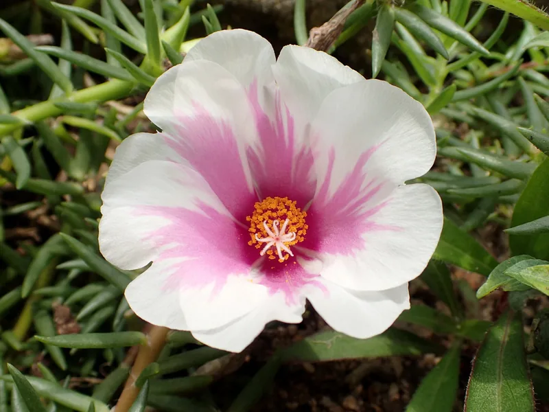 Cultivo y cuidados botánicos de Portulaca