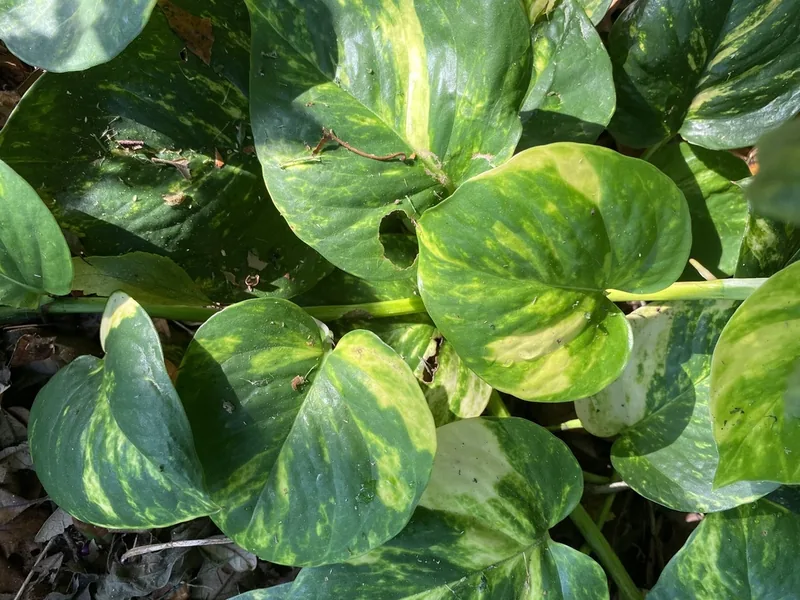 Cultivo y cuidados botánicos de Potos