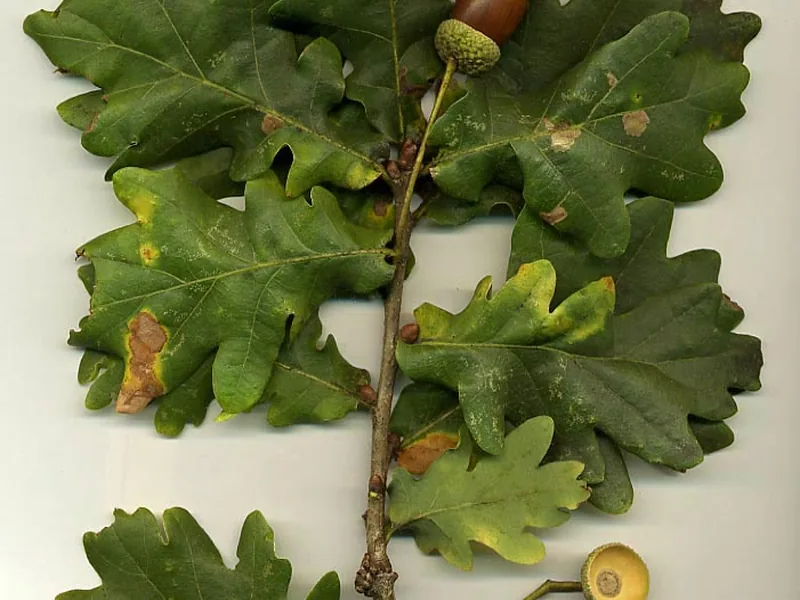 Cultivo y cuidados botánicos de Roble común