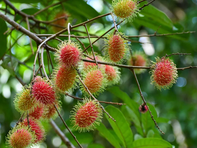 Cultivo y cuidados botánicos de Rambután