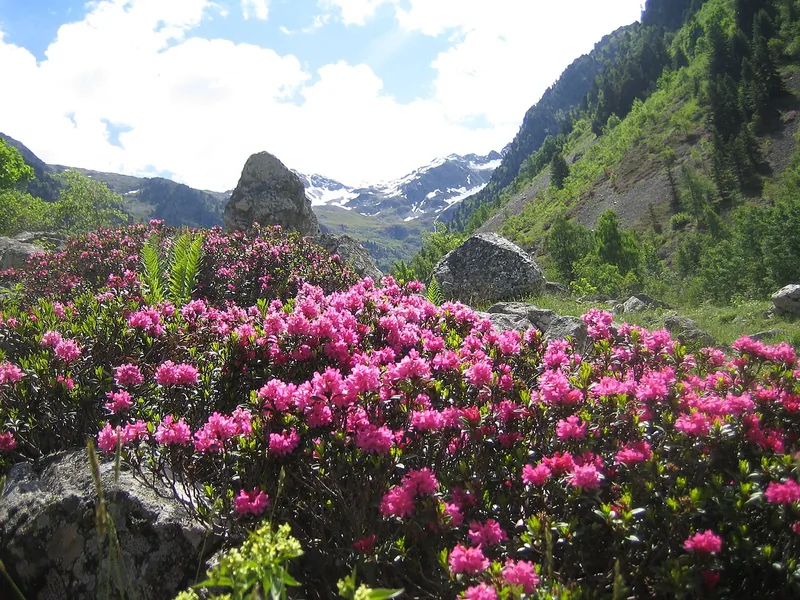 Cultivo y cuidados botánicos de Rododendro