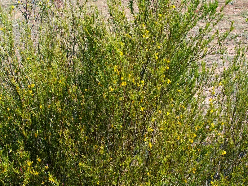 Cultivo y cuidados botánicos de Rooibos