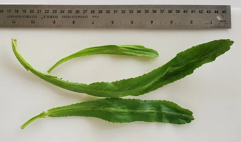Cultivo y cuidados botánicos de Sacha culantro