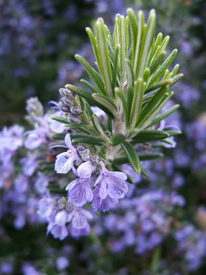 Cultivo y cuidados botánicos de Salvia