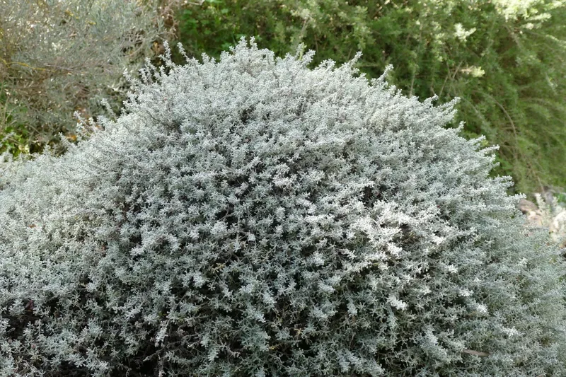Cultivo y cuidados botánicos de Santolina