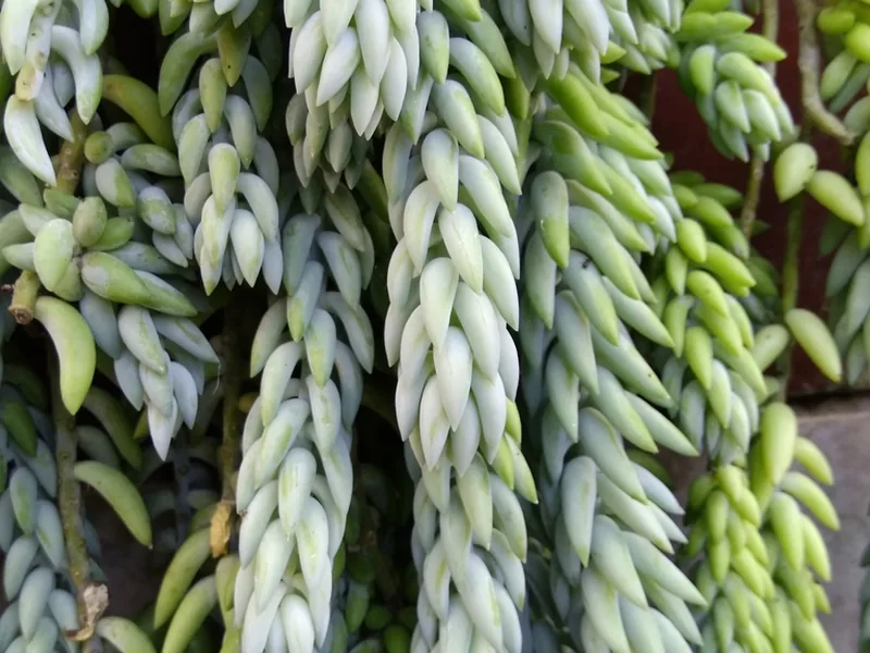 Cultivo y cuidados botánicos de Cola de burro