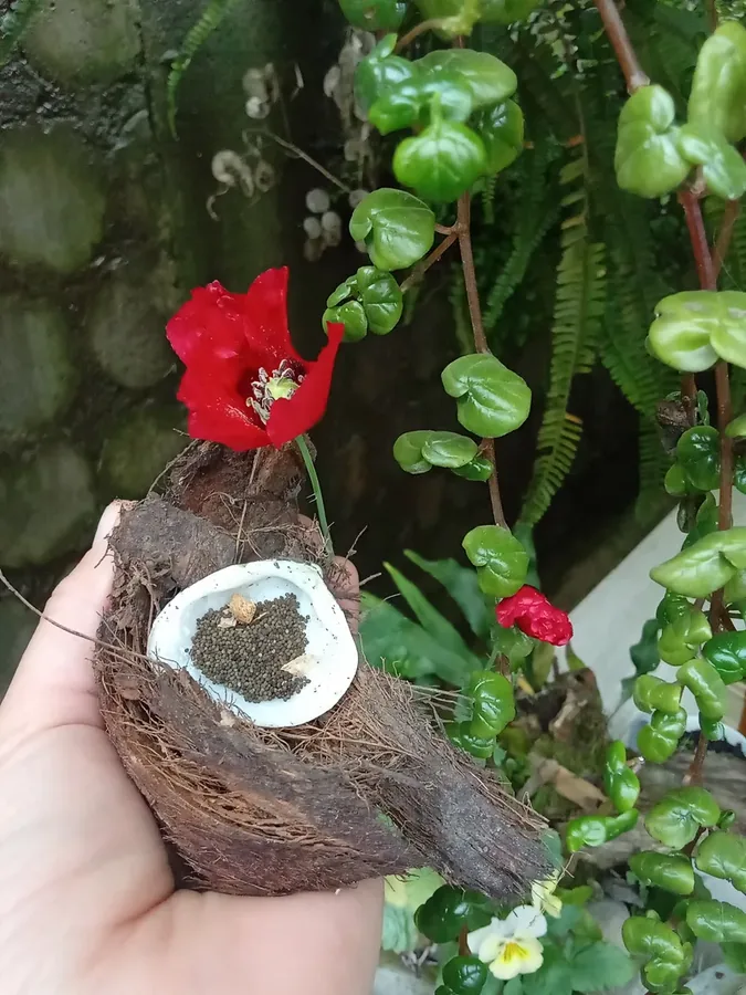 Cultivo y cuidados botánicos de Amapola