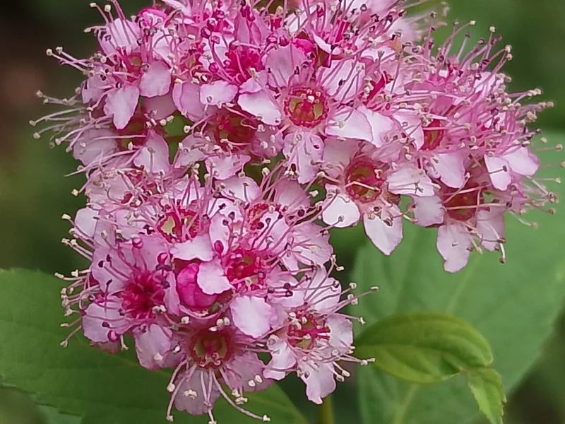 Cultivo y cuidados botánicos de Espirea japonesa
