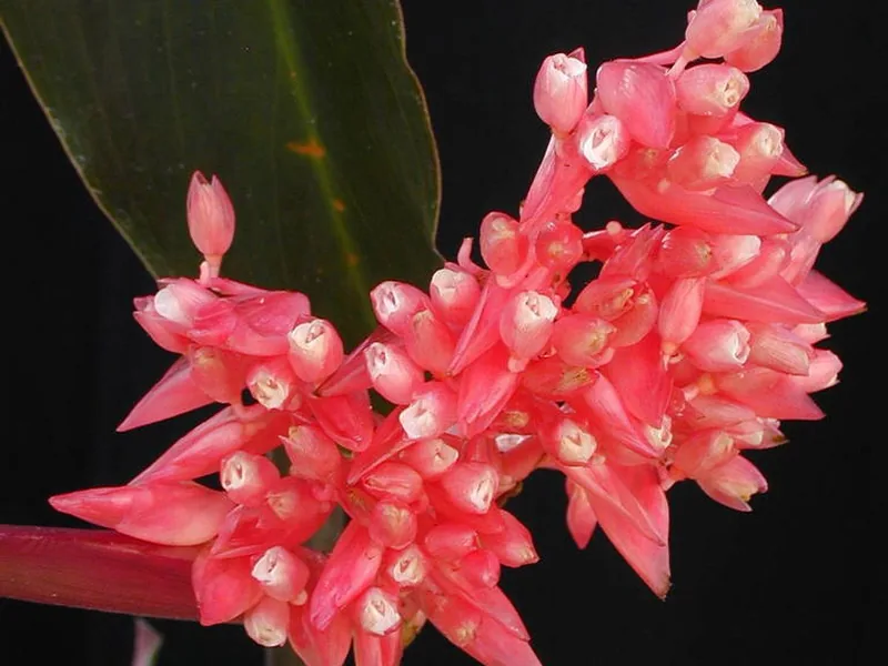 Cultivo y cuidados botánicos de Stromanthe