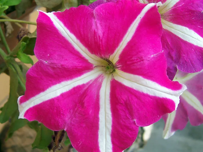 Cultivo y cuidados botánicos de Surfinia (Petunia colgante)