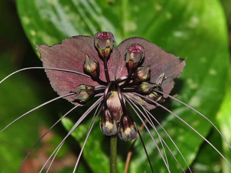 Cultivo y cuidados botánicos de Flor murciélago