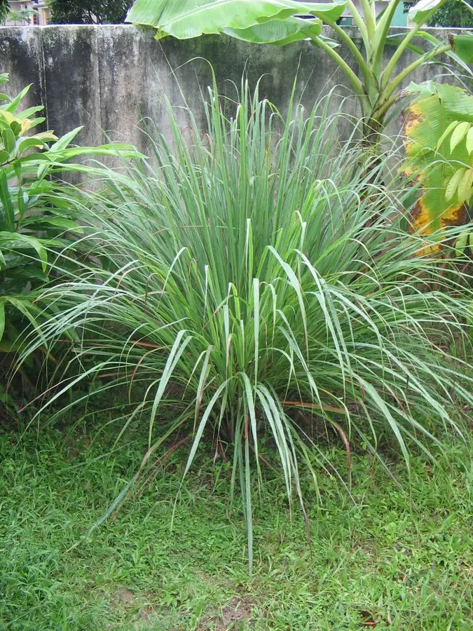 Cultivo y cuidados botánicos de Té de limón