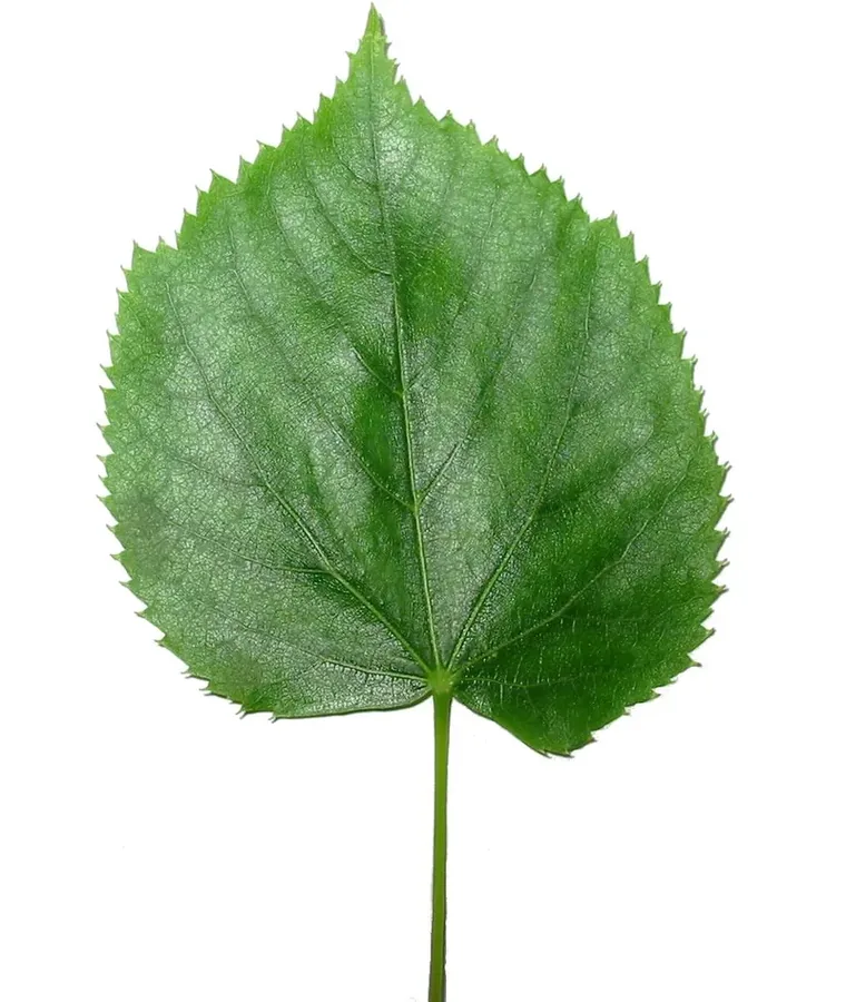 Cultivo y cuidados botánicos de Tilo