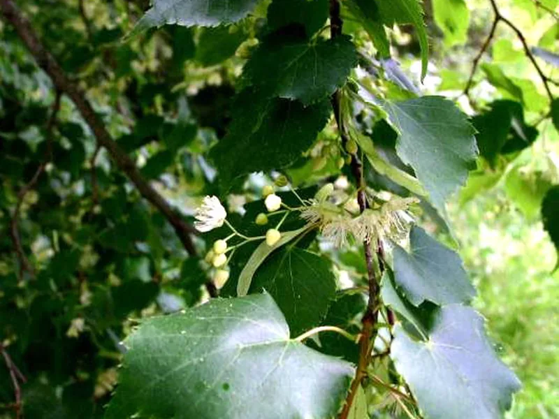 Cultivo y cuidados botánicos de Tilo de hoja pequeña