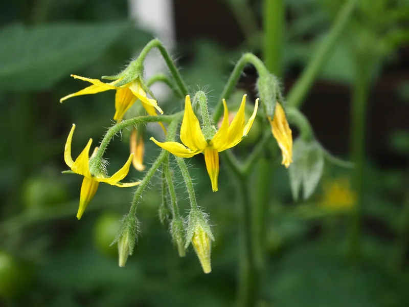Cultivo y cuidados botánicos de Tomate