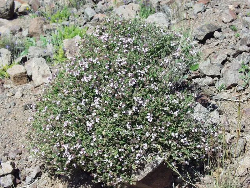 Cultivo y cuidados botánicos de Tomillo De Ventana