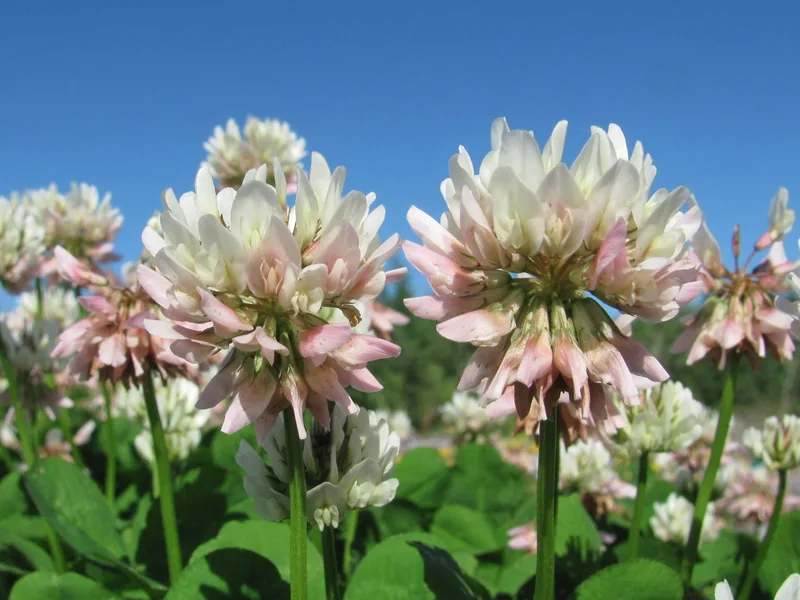 Cultivo y cuidados botánicos de Trébol blanco