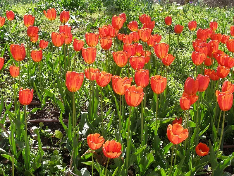 Cultivo y cuidados botánicos de Tulipán