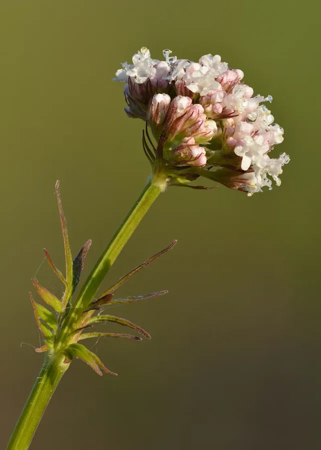Cultivo y cuidados botánicos de Valeriana