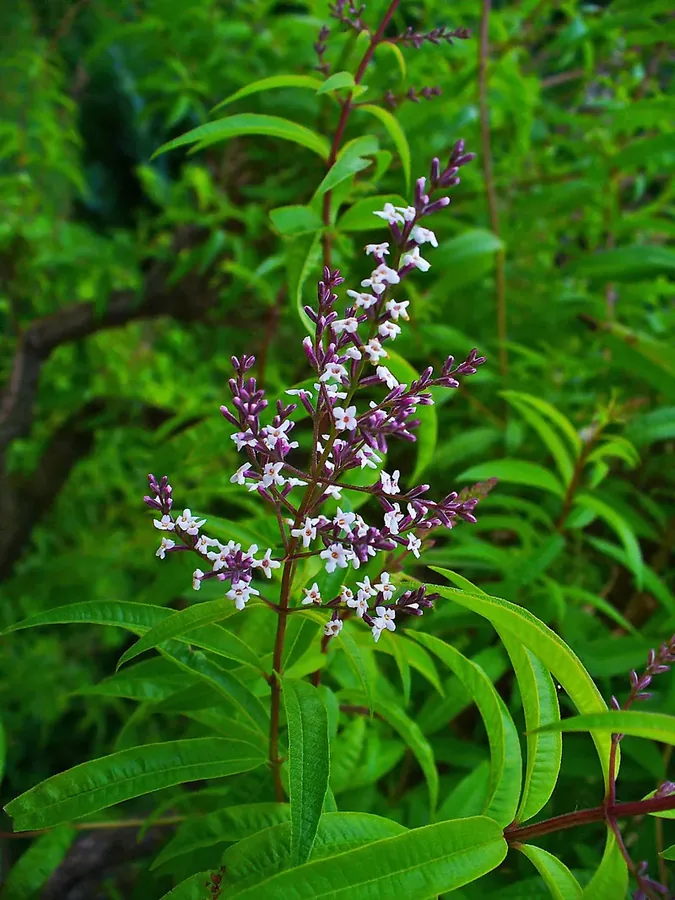Cultivo y cuidados botánicos de Verbena limón