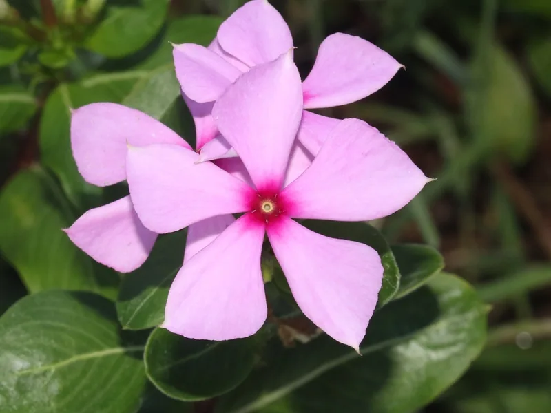 Cultivo y cuidados botánicos de Vinca