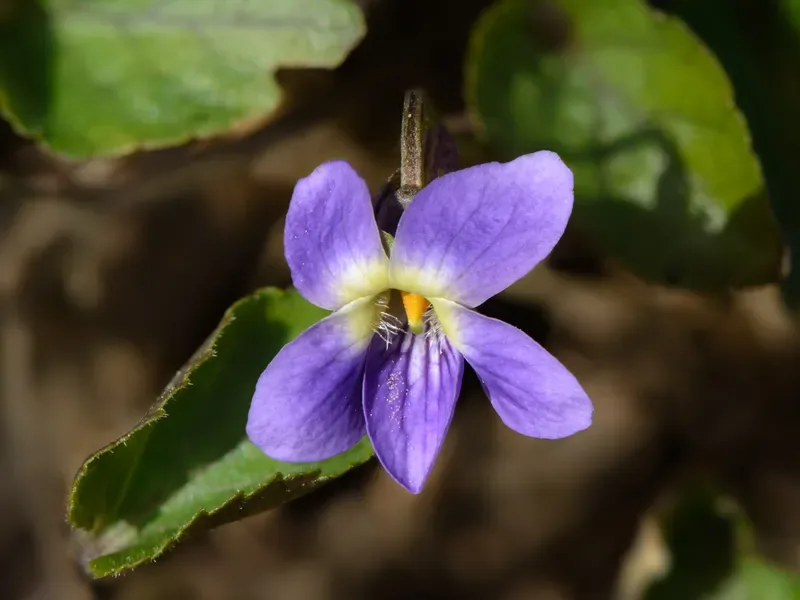 Cultivo y cuidados botánicos de Violeta africana