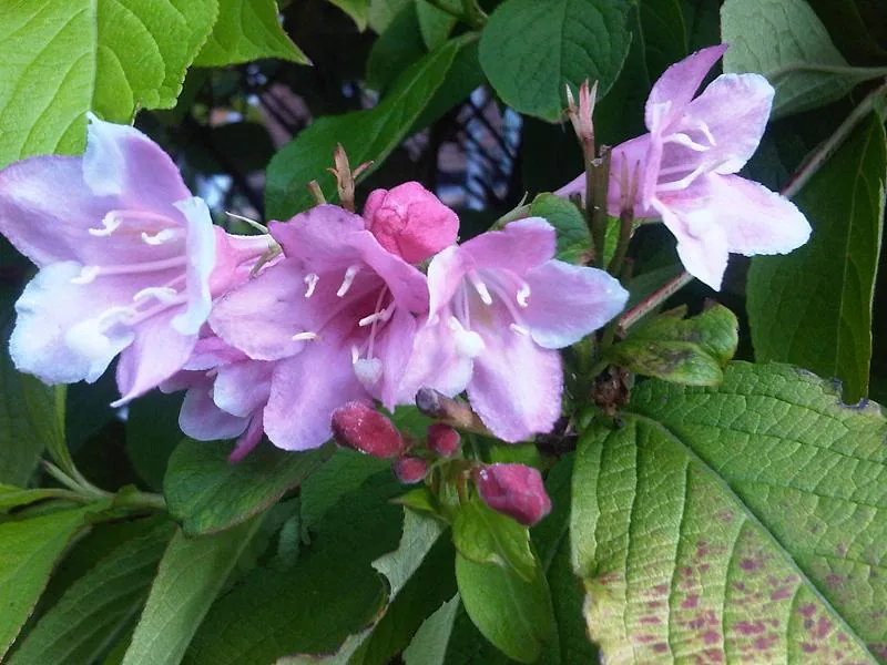 Cultivo y cuidados botánicos de Weigela