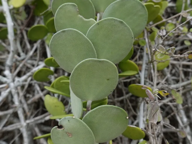 Cultivo y cuidados botánicos de Planta moneda de plata