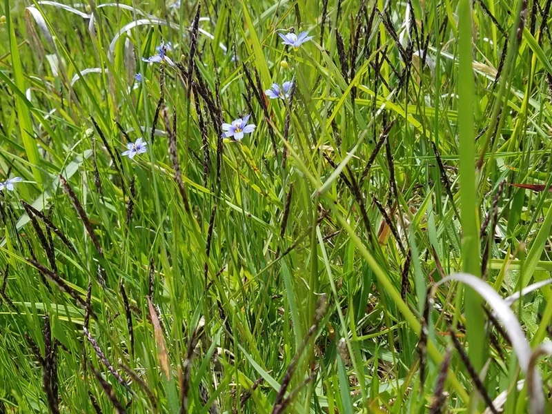 Cultivo y cuidados botánicos de Zoysia japonesa